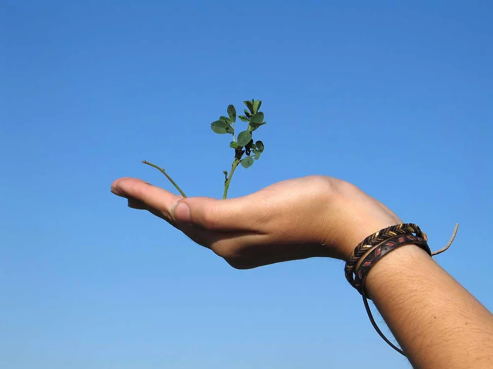 Hand holding a small plant against blue sky, symbolizing growth and potential, at Elevate Your Organization's Culture and Performance With CEEK.