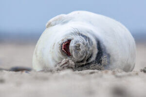 Laughing puppy seal on sandy beach, captured by Elevate Your Organization's Culture and Performance With CEEK.