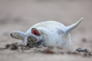 Laughing baby seal on sandy beach, showcasing joy and playfulness, only available at Elevate Your Organization's Culture and Performance With CEEK.