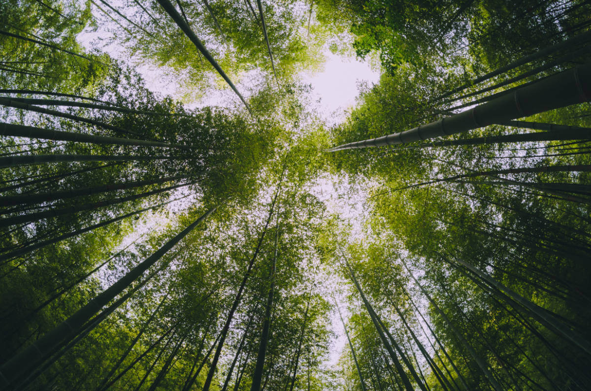Towering bamboo forest from below, showcasing nature's beauty, exclusively at Elevate Your Organization's Culture and Performance With CEEK.